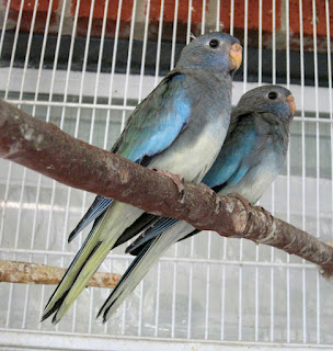 Happy Bird Place Finch and Grasskeet Blog: A Profile of Scarlet Chested