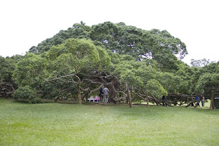 kandy peradeniya 