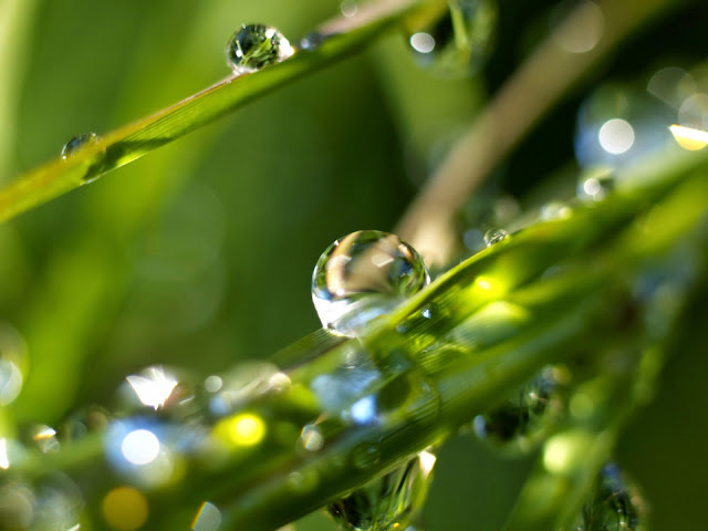 Green Rain, Rain Nature Wallpaper