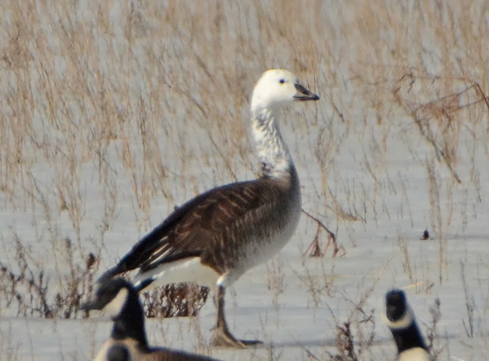 Bird Hybrids Snow Goose x Canada Goose