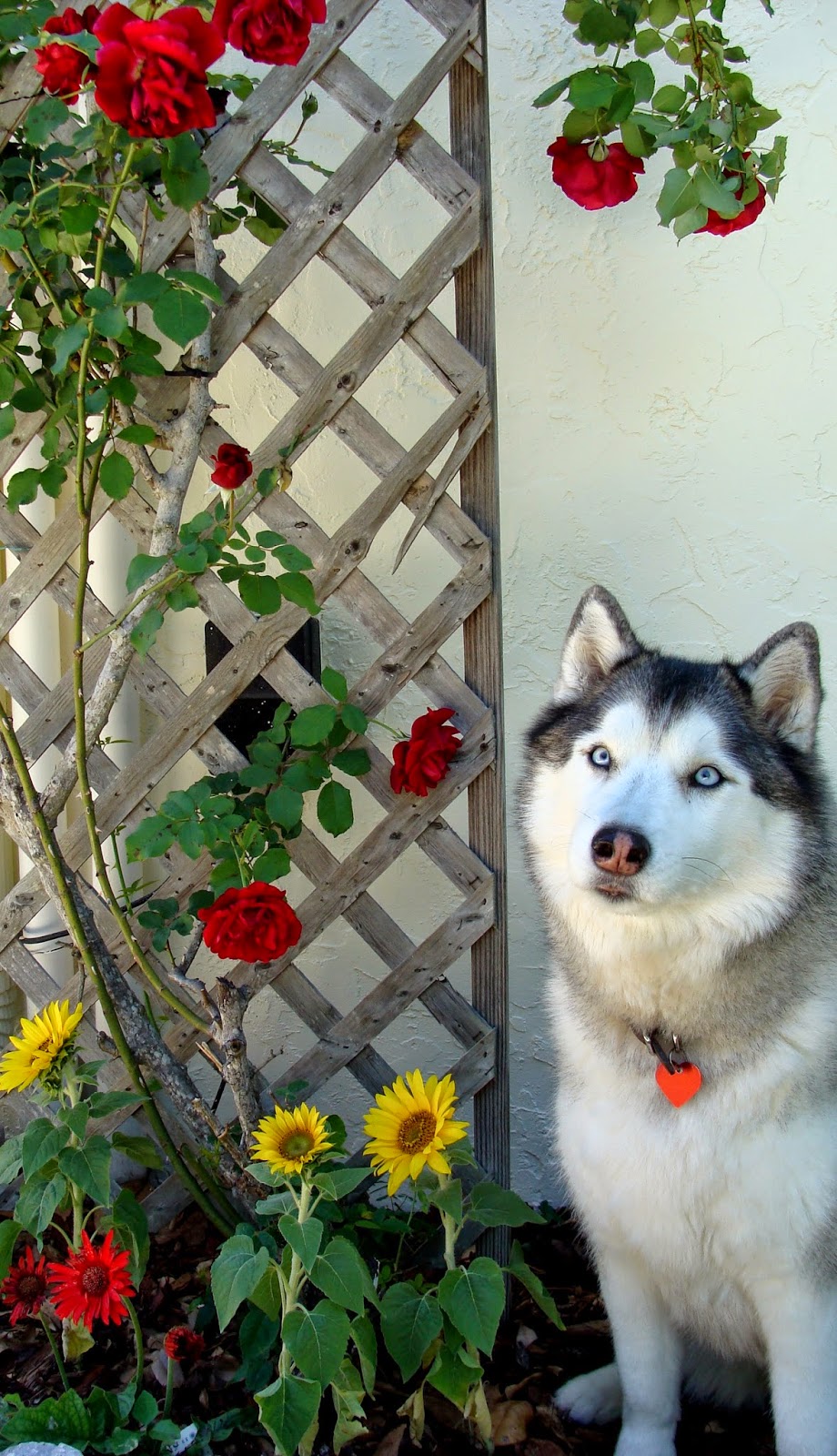 The Magic Sleigh blog: Homemade Food for Diabetic Dogs