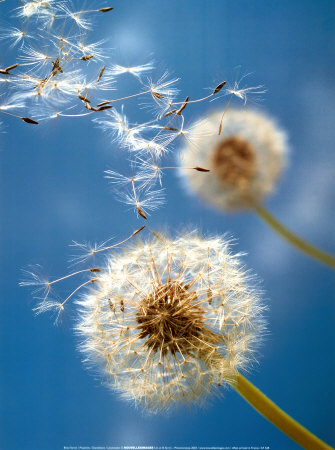 Dandelion Photos