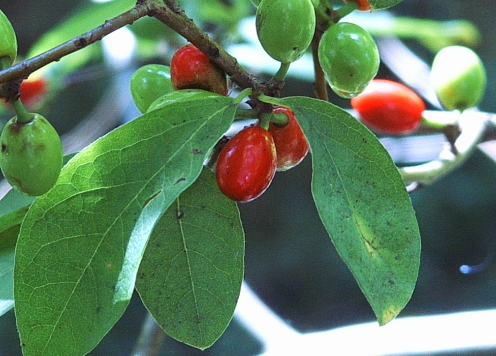 Pinelands Nursery Lindera Benzoin Spicebush