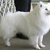 White Beautiful Animal American Dog Picture