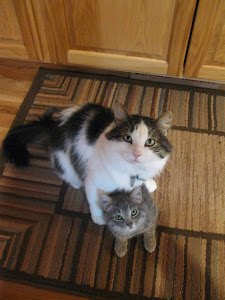 Lucky and Lucifer (devil cat)