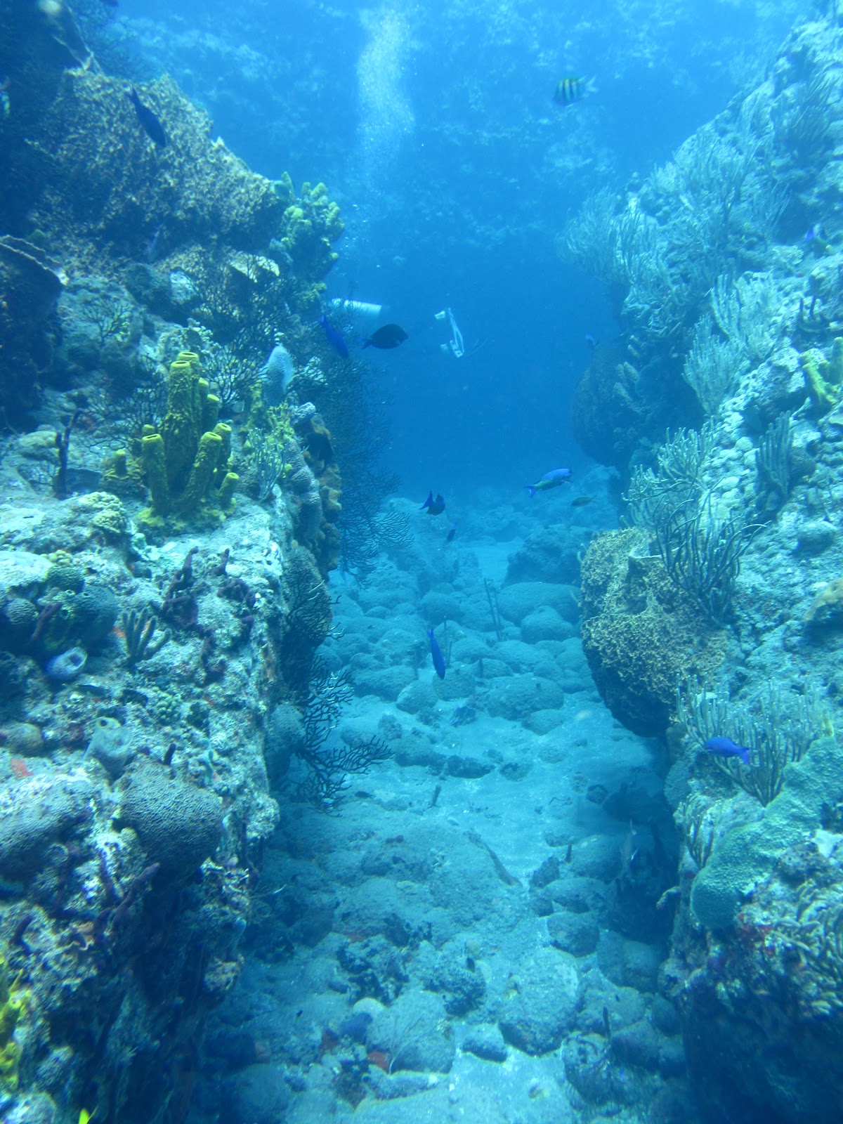 Saba Diving