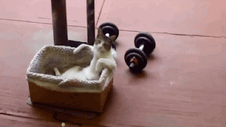 watch this adorable white cat relax like a human in it's little basket via geniushowto.blogspot.com cute cat videos