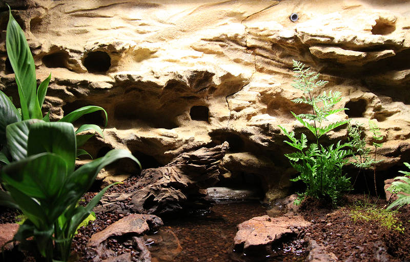 Background Wedding Pics Background Reptile Terrarium