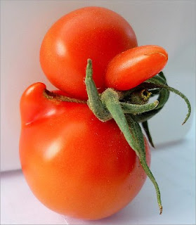 http://asalasah.blogspot.com/2012/12/ada-buah-tomat-unik-berbentuk-bebek.html