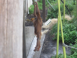 Children's week at Melbourne Zoo