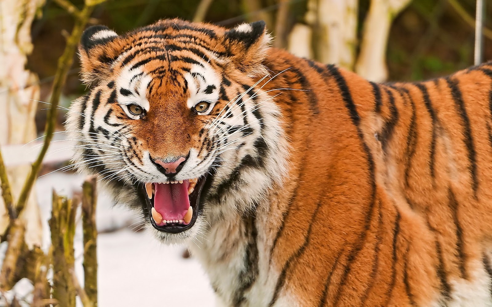 Fotos de Tigres en HD - Imagenes de Pantheras Tigris | Fotos e Imágenes