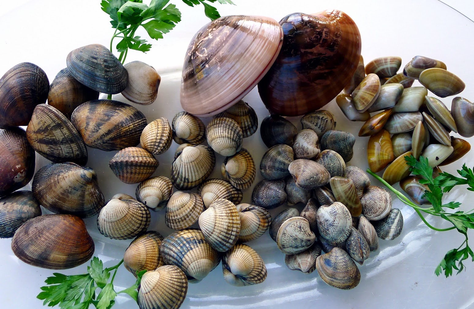 MY KITCHEN IN SPAIN PLAYING CLAM ROULETTE