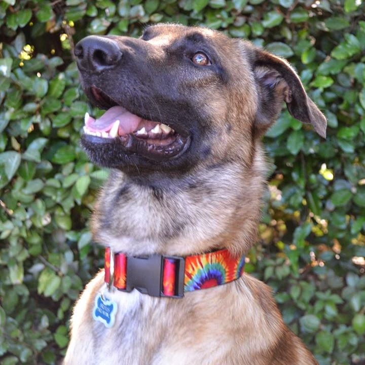 Fad to the Bone Kolossal K9 collars are cute, clever and causeworthy