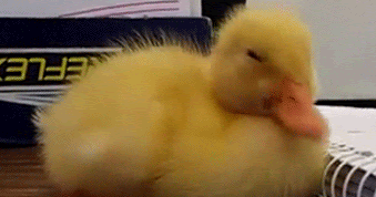 duck-no.gif