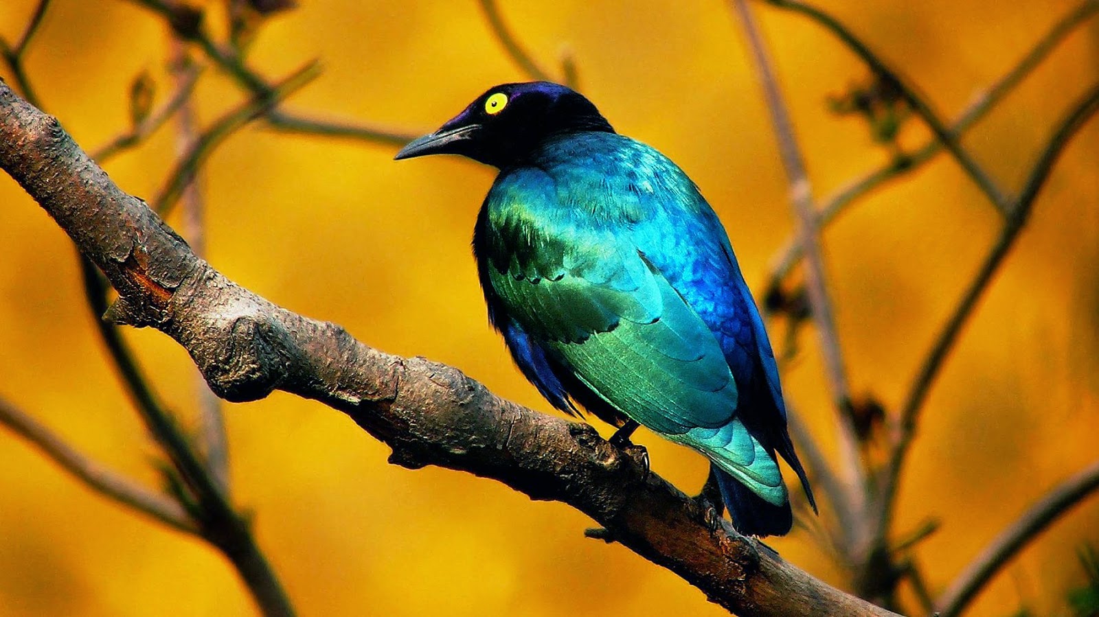 Gambar Burung Wallpaper HD