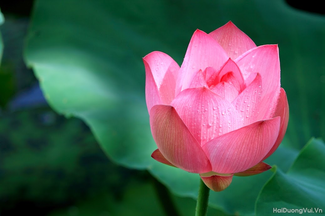 Hinh+Hoa+Sen+Dep+Nhat Những hình ảnh hoa sen đẹp nhất - Hình ảnh đẹp tình ...