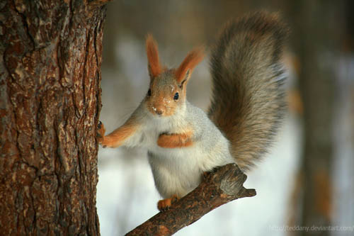 STOCK D'IMAGES Winter+squirrel4_8