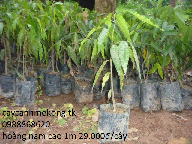 Cây Cảnh Me Kong