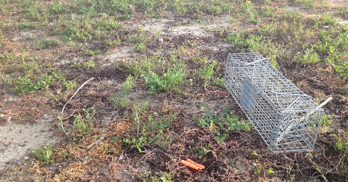 Denver Direct Hentzell Natural Area Trappers 0, prairie dogs 100