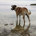 Σκύλοι και άνθρωποι καθαρίζουν την παραλία Αλίμου...