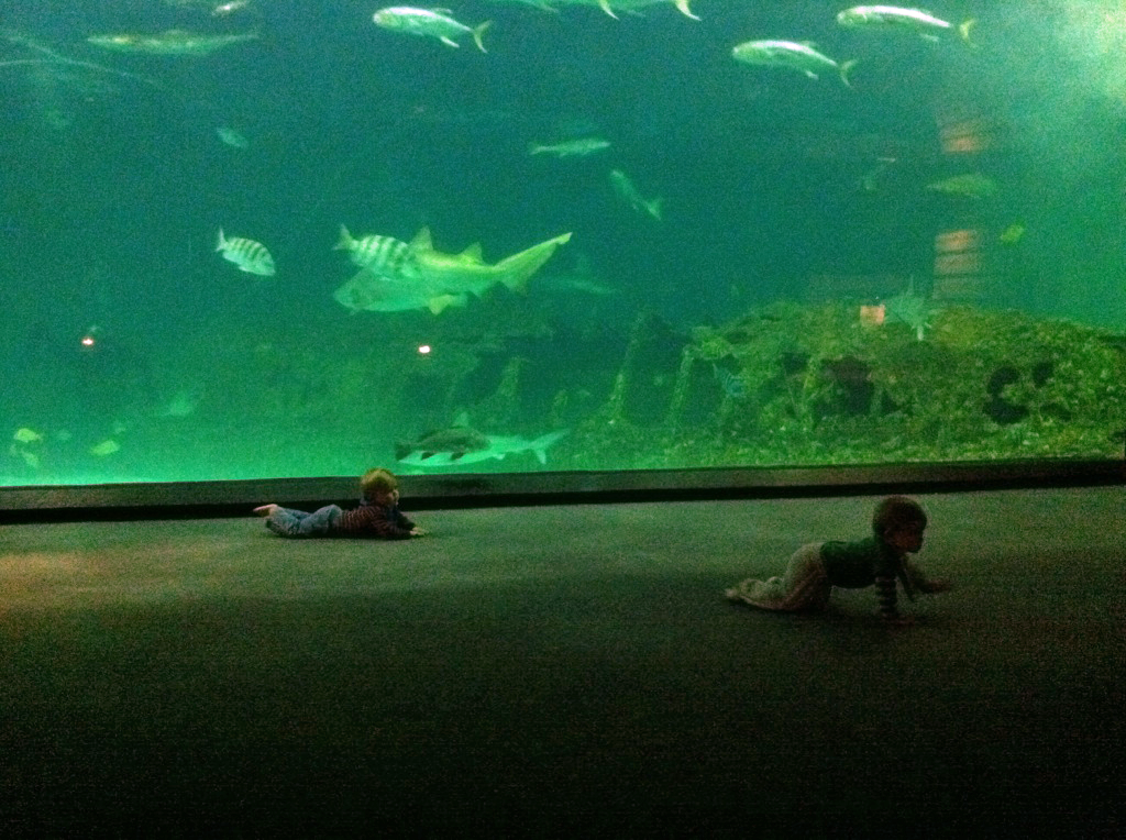 North Carolina Aquarium Visit in the Outer Banks! Outer Banks Blue's Blog