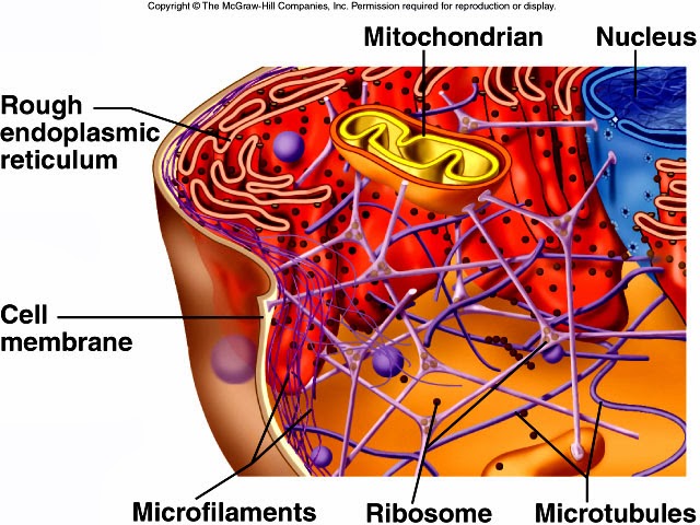 Mrs. Remis’ Science Blog - 8th grade: CELLS - MICROFILAMENTS #16