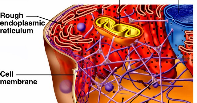 Mrs. Remis' Science Blog - 8th grade: CELLS - MICROFILAMENTS #16