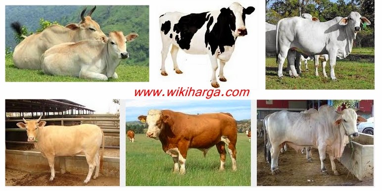 Harga Sapi 2018 untuk Qurban dari aneka macam jenis sapi Populasi masyarakat di Indonesia paling besar ke empat didunia setelah China Harga Sapi 2018 untuk Qurban dari aneka macam jenis sapi