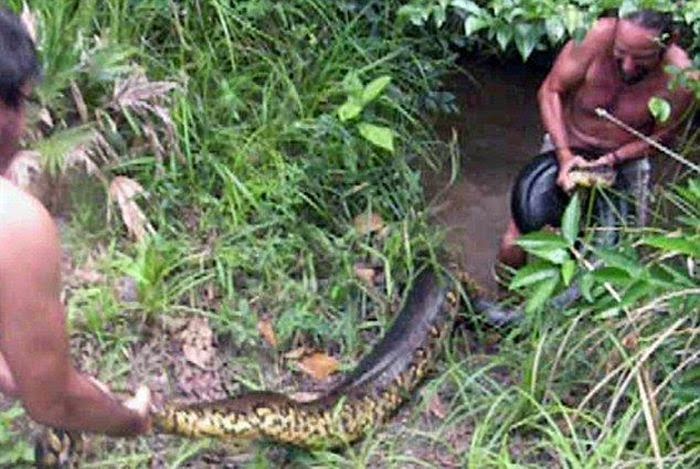 anaconda - Wiktionary
