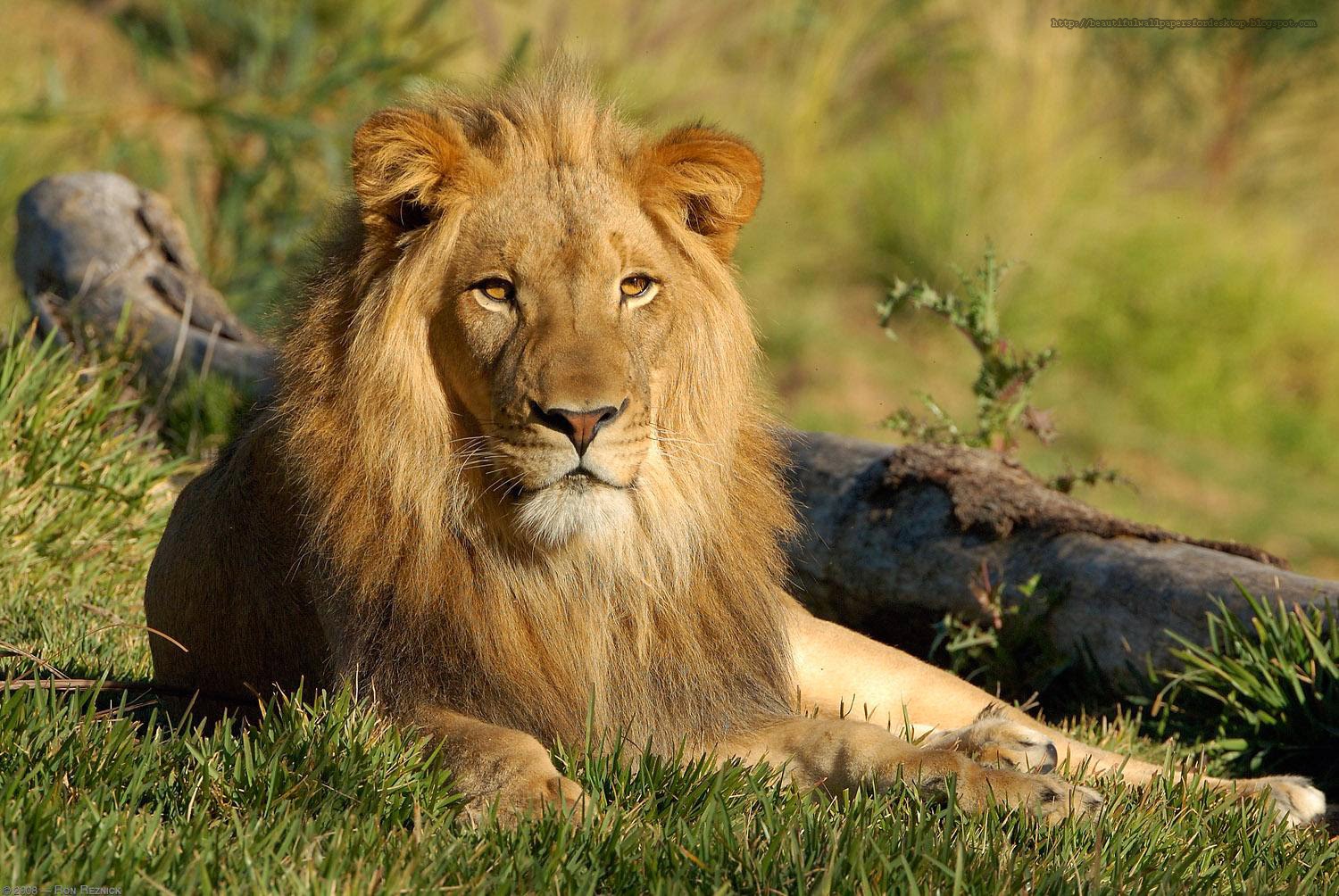 Lion Roar