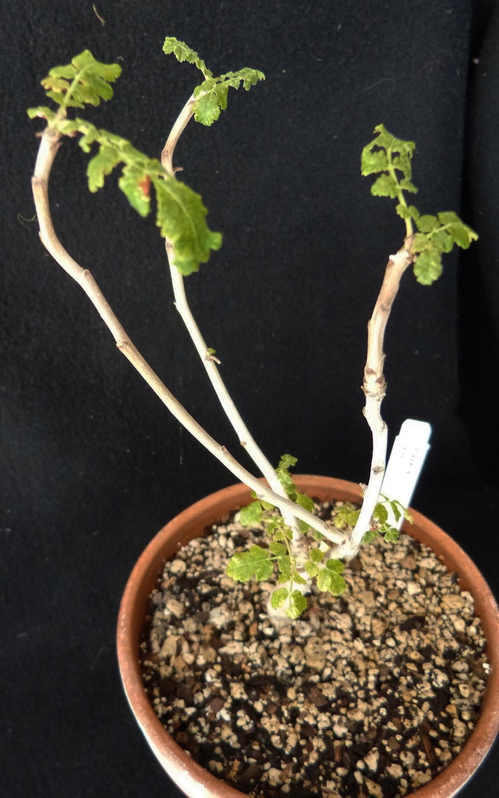 Perfume Project NW GROWING FRANKINCENSE TREES