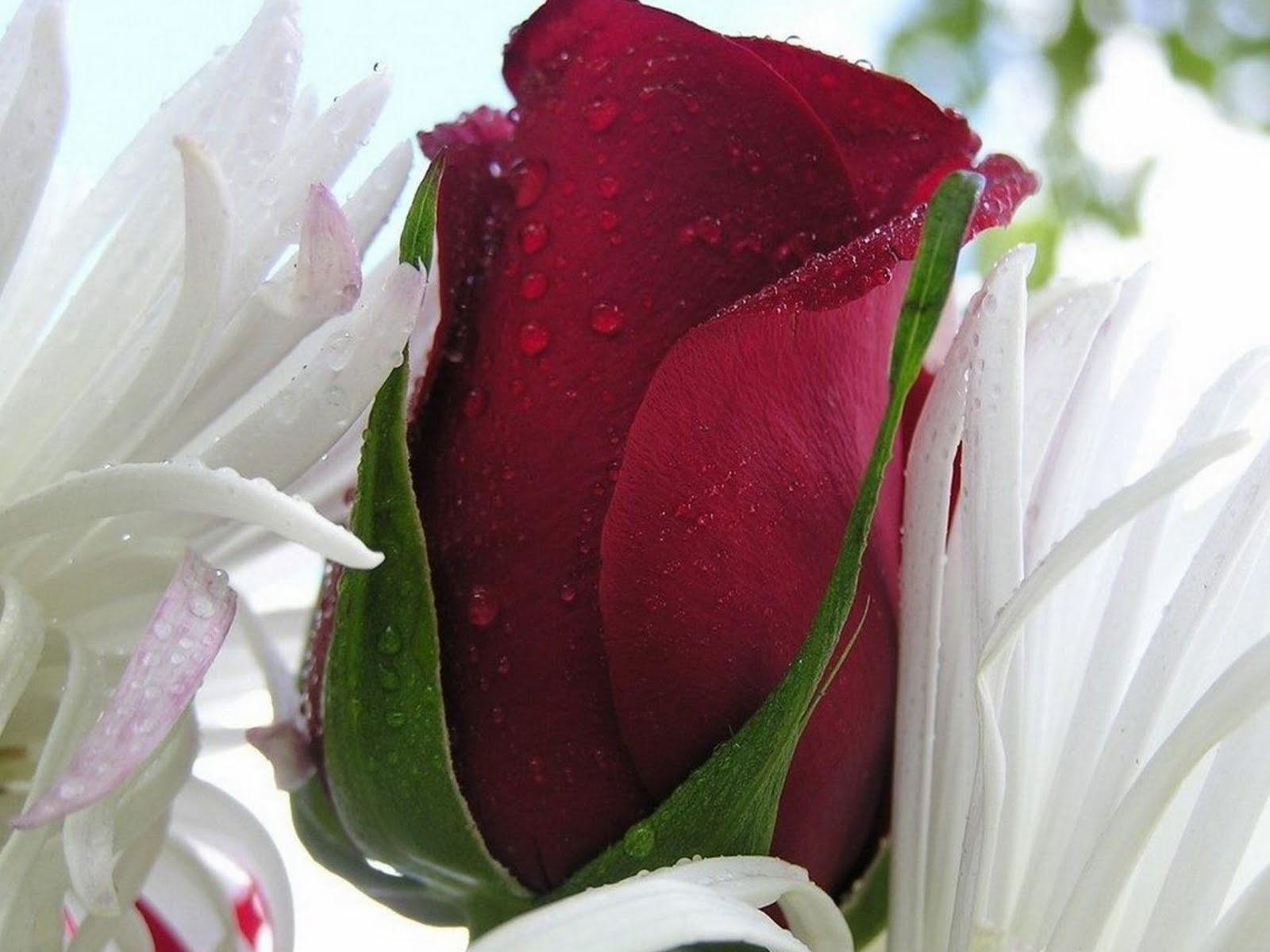 http://1.bp.blogspot.com/-vxCoCc0e0xs/TggvqqLdNTI/AAAAAAAAAvM/uLr9Y256KFU/s1600/Red_rose_bud_-_Beautiful_flowers.jpg