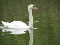 Swan at Parc Flora, Paris