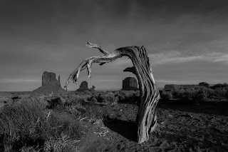 Old tree oversees Monument Valley.