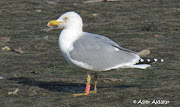 L.m.lusitanius Adult Diciembre/Abendua /December