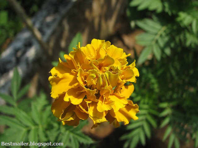 Beautiful Flowers of Kerala.10