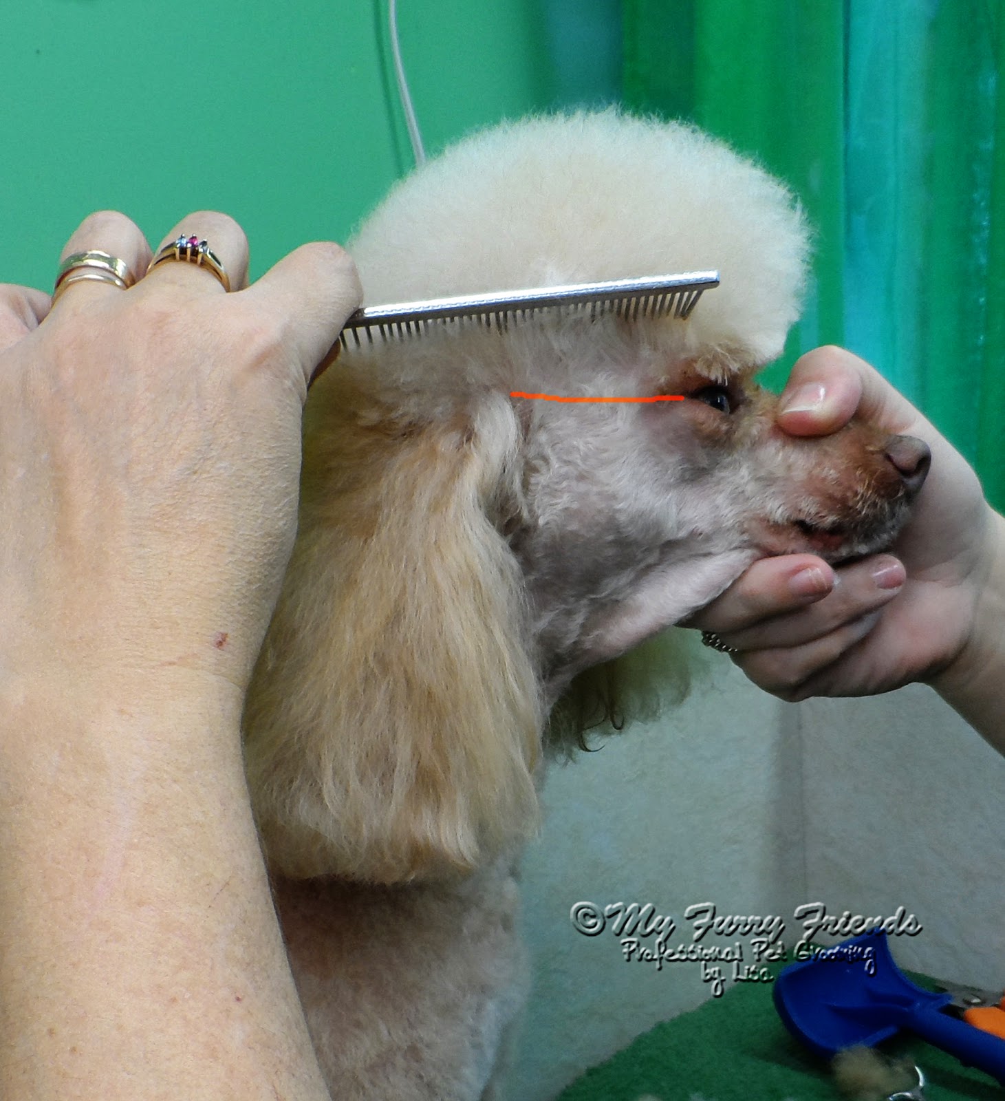 Pet Grooming The Good, The Bad, & The Furry Scissoring a Poodle