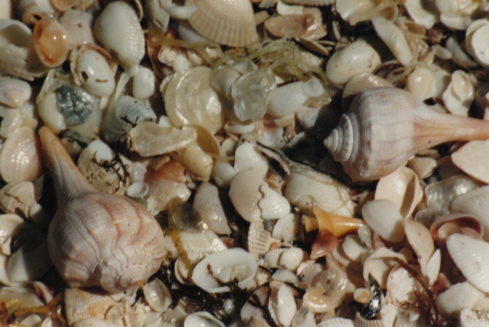 One Day in America North Captiva Island, Florida