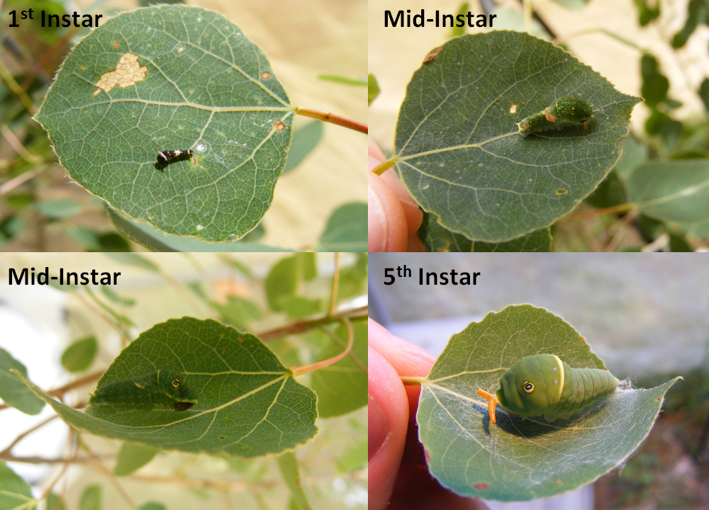 Body size affects the evolution of eyespots in caterpillars