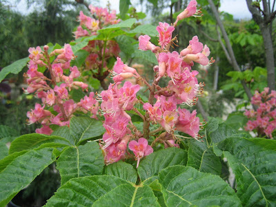 chestnut interrupt easter before saturday tree blooming perrson nursery war april