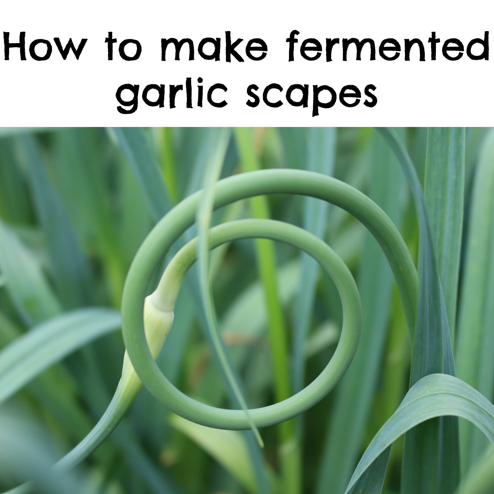 How to ferment garlic scapes