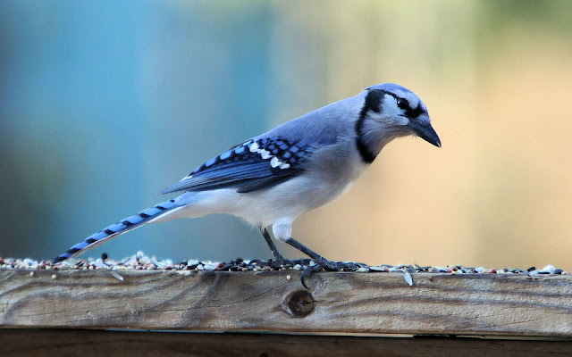 Beautiful blue bird