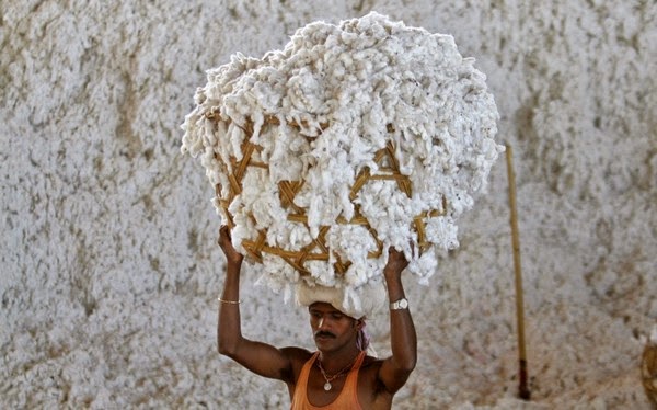 India's Cotton Sector is in Massive Crisis 
