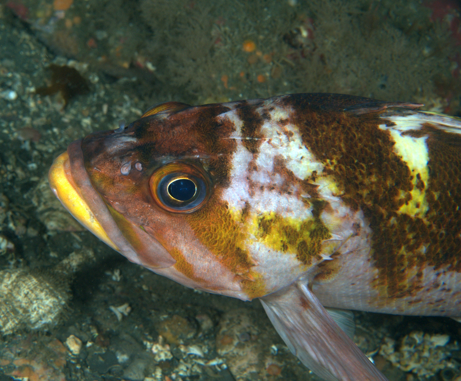 under pressure world Copper Rockfish Neah Bay, WA