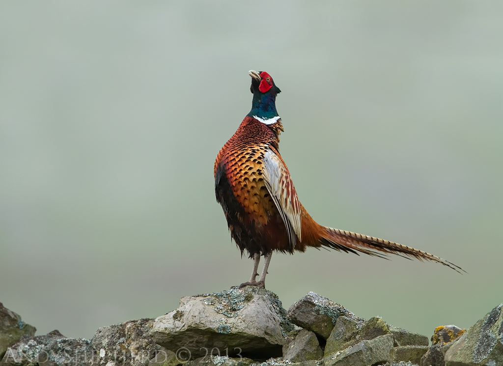 Andy Shepherd Wildlife Photography Pheasant Display