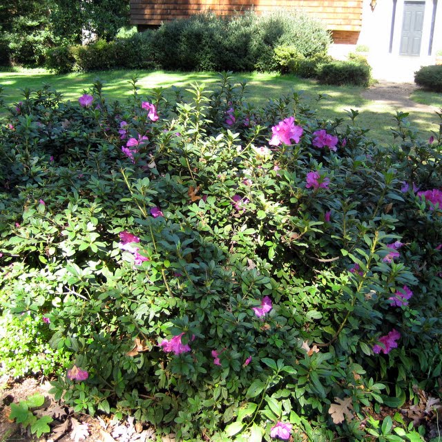 Finding My Garden Pruning Azaleas