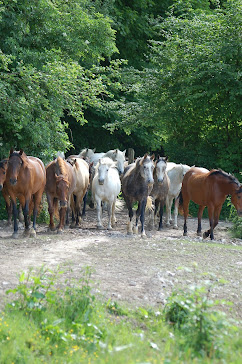 Fermes équestres