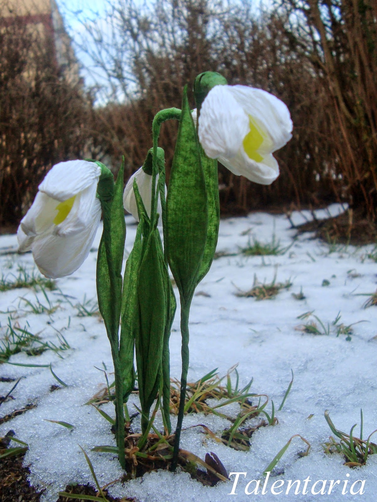 Talentaria Zrob To Z Nami Przebisnieg Z Bibuly