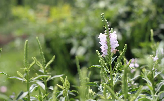 Physostegia Virginiana Flowers Pictures