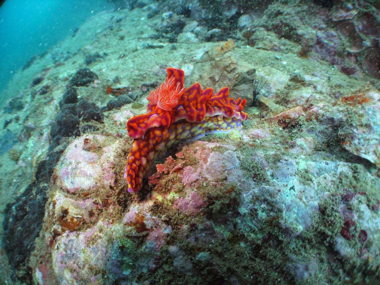 Sea Rex Blog ミアミラウミウシ２回目の対面